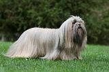 LHASSA APSO 189